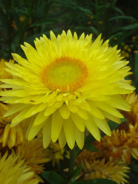Helichrysum bracteatum 'Flore Pleno jaune citron' fleur